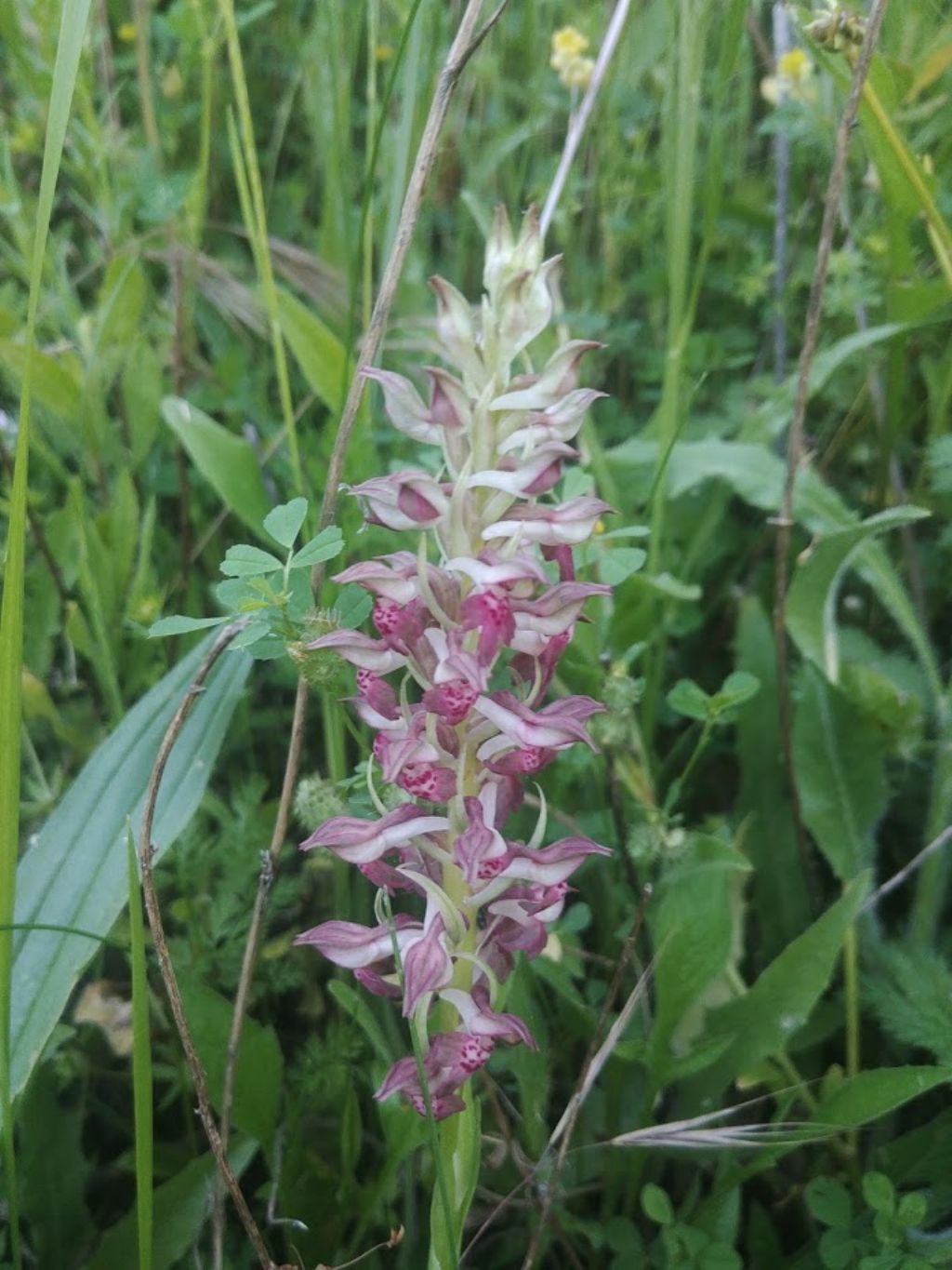 Orchidee Poggi di Monte